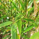 Bambus, domača vzgoja