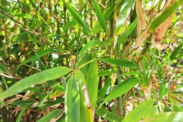 Ta rastlina vam bo zagotovila zasebnost, a se je potem težko znebite