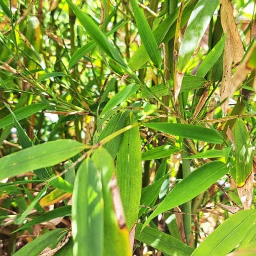 Ta rastlina vam bo zagotovila zasebnost, a se je potem težko znebite