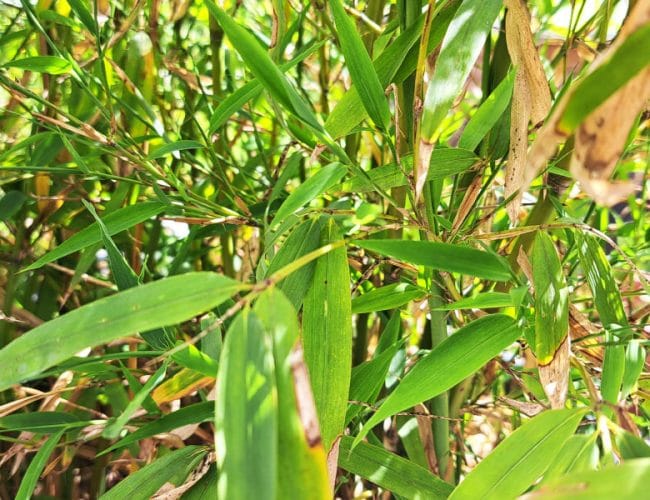 Ta rastlina vam bo zagotovila zasebnost, a se je potem težko znebite