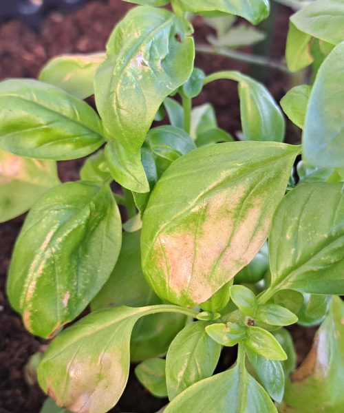 Te rastline odganjajo komarje in čudovito dišijo – brez sveč ali škropiv