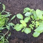 Bazilika v vrtni gredi