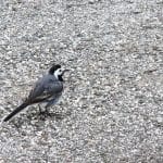 Ptič bela pastirica