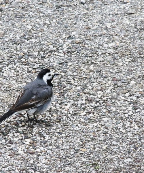 To pomeni, če si ptice zgradijo gnezdo na vaši hiši