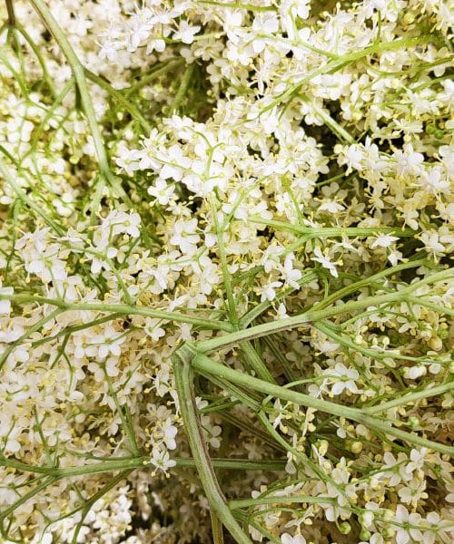 To kombinacijo bezga in jagod morate poskusiti – recept za sirup, ki bo navdušil vso družino