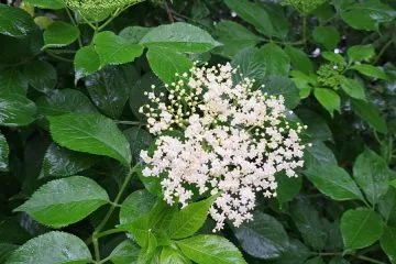 Zakaj so včasih na pragu hiše sadili bezeg? Danes smo to modrost popolnoma pozabili