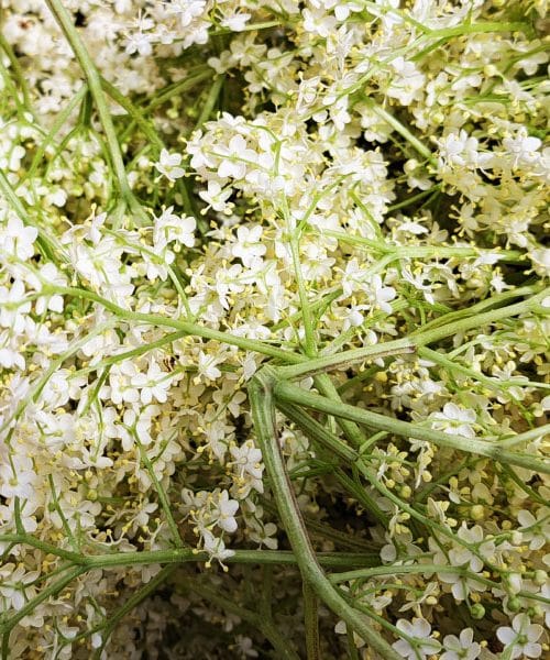 Google potrjuje, v teh dneh vsi Slovenci iščejo recept za ta sirup