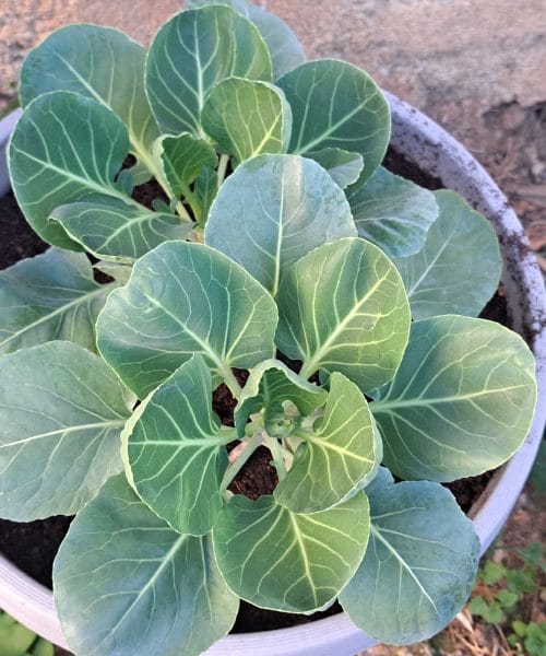 Tako boste v loncu pridelali brstični ohrovt kot profesionalni vrtnar