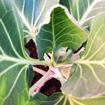 Brstični ohrovt in steblo