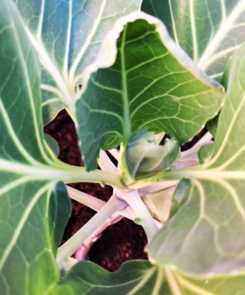 16 najboljših vrst zelenjave za sajenje jeseni