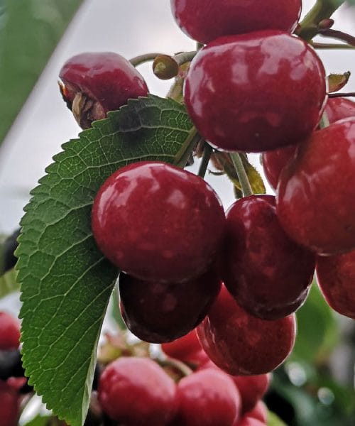 Kaj vse lahko spečete s češnjami? To je sladki navdih iz domače kuhinje