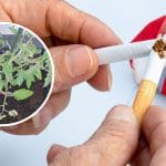 Cigarete, pršilo na vrtu