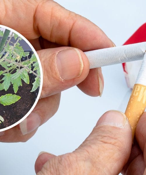 Pršilo iz namočenih cigaret, ki bo uničilo vse škodljivce – tu je razlog