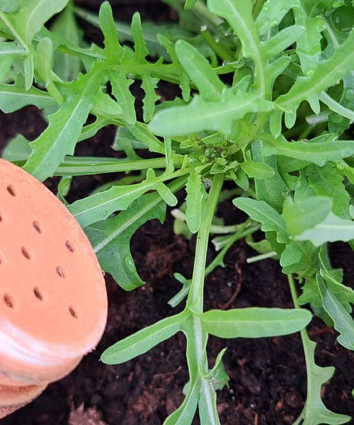 Cimet na vrtu? Naravni trik, ki ga poznajo samo izkušeni vrtnarji