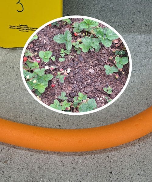 Vrt in penast črv za učenje plavanja? Trik, ki vam bo prihranil trud in denar