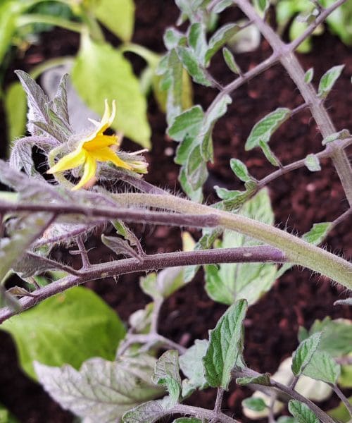 Zakaj vaši paradižniki trpijo in kaj lahko še pravočasno storite