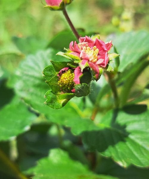 Domače gnojilo, ki lahko naredi čudeže za vaše jagode v času cvetenja