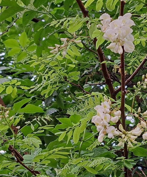 Cvetovi akacije na krožniku – nežna aroma pomladi, ki preseneti