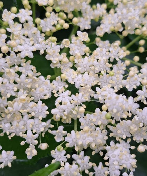Bezgov sirup in kapljica soka aronije: poletna kombinacija za zdravje in užitek