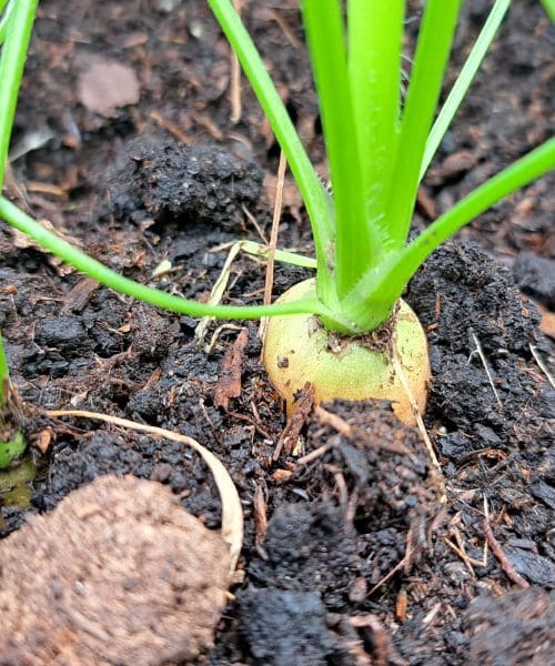 Enostaven trik, ki bo naredil korenje debelejše, bolj sočno in brez razpok