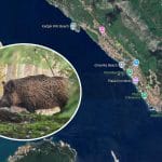 Divje svinje, Dramalj, Crikvenica