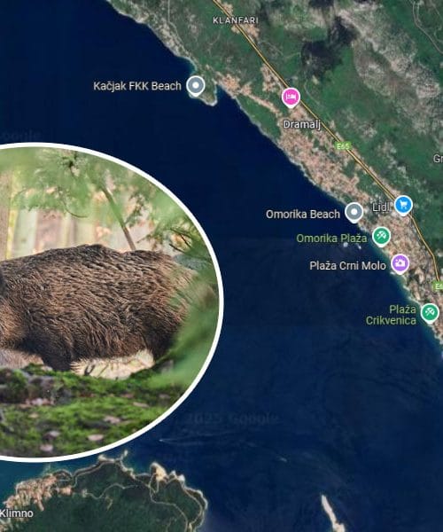 Divje svinje med turisti in hoteli, ta vikend bo akcija pri Crikvenici