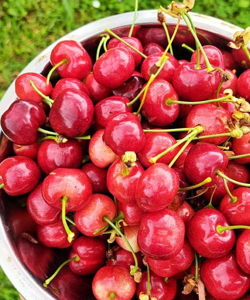 Nabrali ste češnje? To so najboljši načini, kako jih spremeniti v nekaj nepozabnega