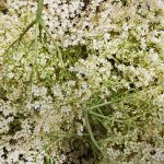 Kako naredim domač bezgov sirup