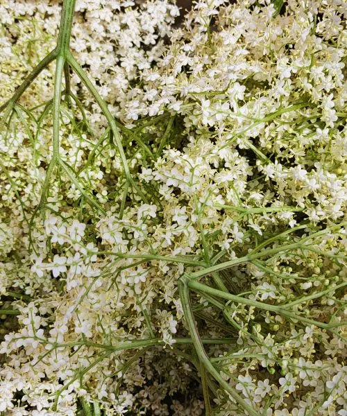 Recept za bezgov sirup: takšno razmerje med vodo in cvetovi naredi največ razlike
