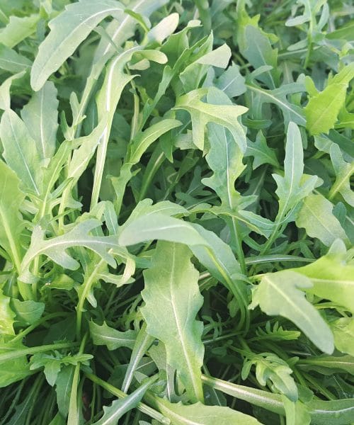 Kaj narediti z domačo rukolo: 7 idej, ki bodo presenetile tudi izkušene kuharje