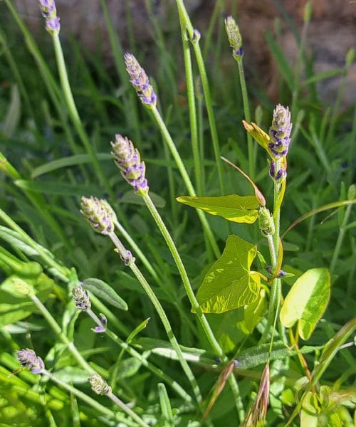 Domača sivka je začela cveteti. Tako ji boste najbolje pomagali, da ostane zdrava in bujna