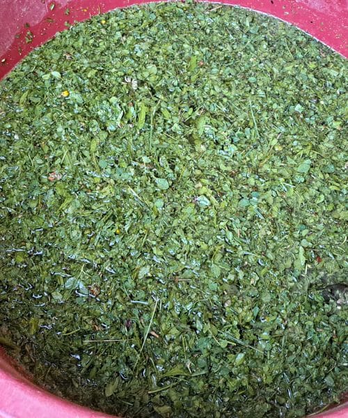 To domače gnojilo iz trave bo pospešilo rast zelenjave – in nič ne stane