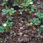 Domače jagode na vrtu