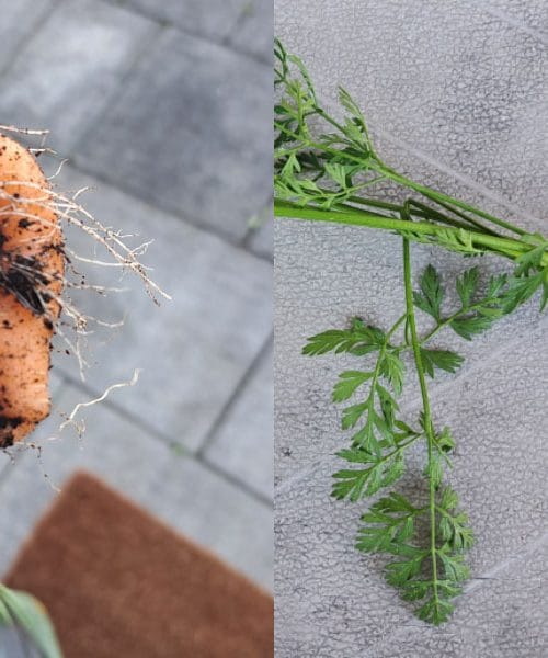 Shranjevanje korenja, kot ga obvladajo v restavracijah