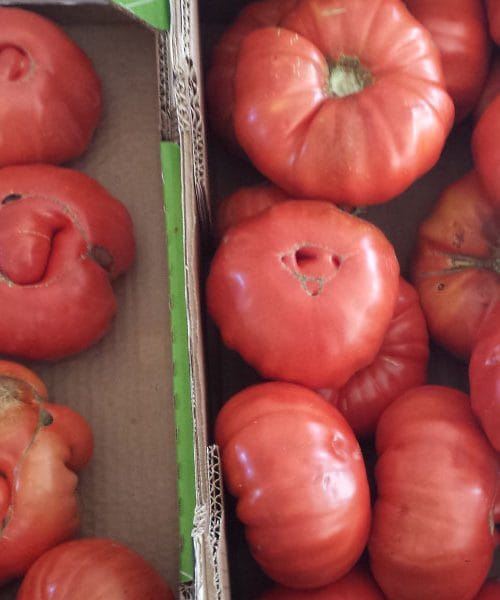 Slovenske sorte paradižnika, ki jih je vredno ohraniti