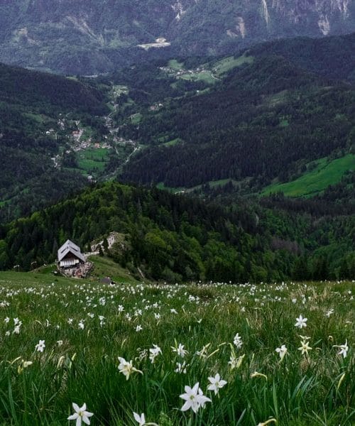 Na Golici – kako je nastala najbolj znana polka na svetu