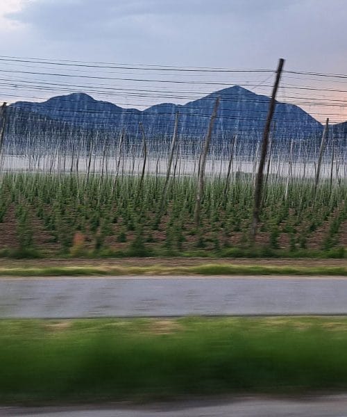 V Žalcu raste rastlina, ki jo vsak pozna – a le redki vedo, od kod prihaja