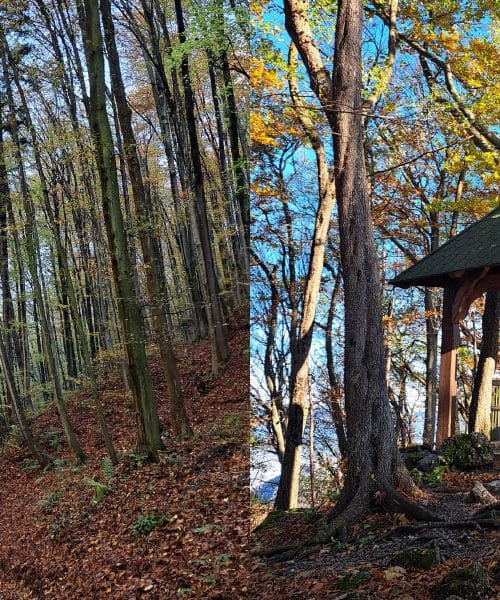 Veliki Špiček ali ko najvišji vrh občine Brežice skriva več, kot si mislite