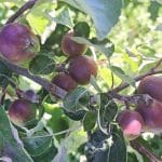 Mlade jabolke v sadovnjaku