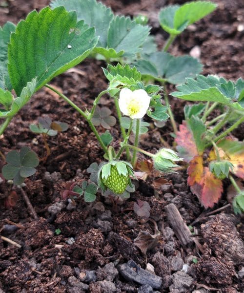 Jagode na domačem vrtu že cvetijo. To so stvari, na katere ne smete pozabiti