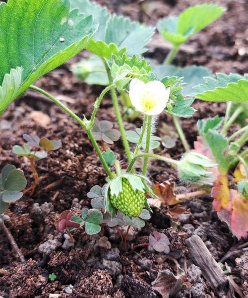 Če to naredite v maju, bodo jagode rodile obilno in zdravo