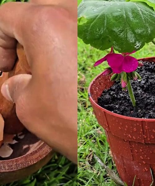 Preprost recept za gnojilo iz jajčnih lupin in limoninega soka