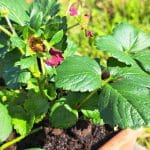 Zalivanje jagod v loncu