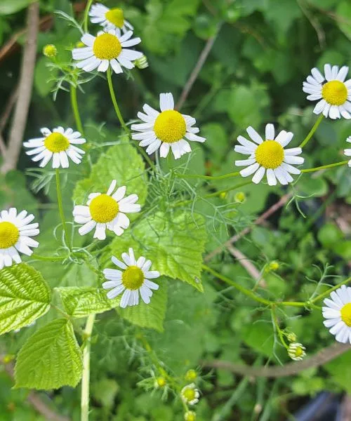 Rastline, ki jih imamo doma, niso le okras: nekatere nas umirijo, druge prebudijo