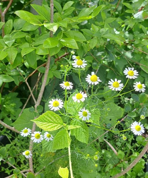 To se zgodi, če na vrt posadite kamilice – več koristi, kot si mislite