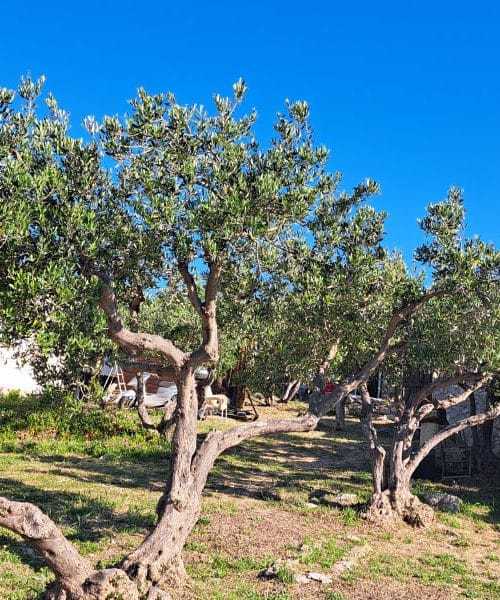 Ta kamp na Hvaru je idealen, če boste prespali za eno ali dve noči