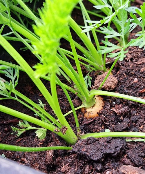 Posadi to zelišče, če želiš, da bodo škodljivci tvoje korenje pustili pri miru