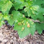 Kodravost domačega ribeza