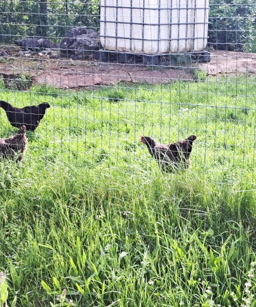 Kaj vse pridobimo, če imamo kokoši na domačem travniku?