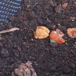 Kakšen kompost je pravi za vrt ali visoko gredo